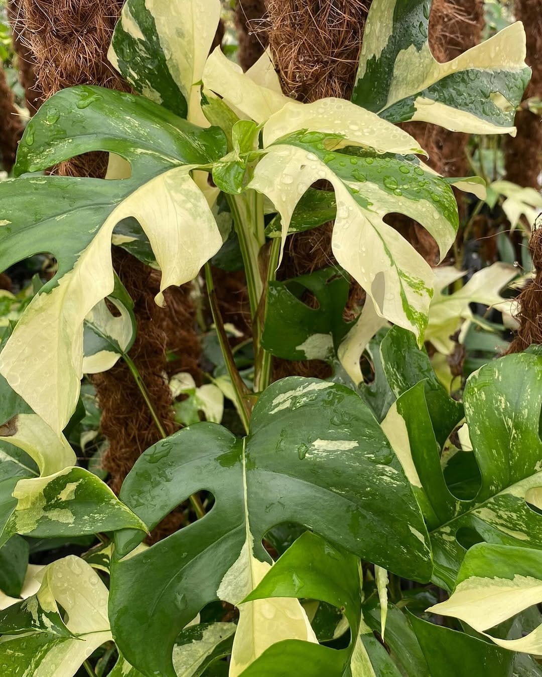 Post 7 by Rare Plants, Cuttings & More on Instagram (carousel)