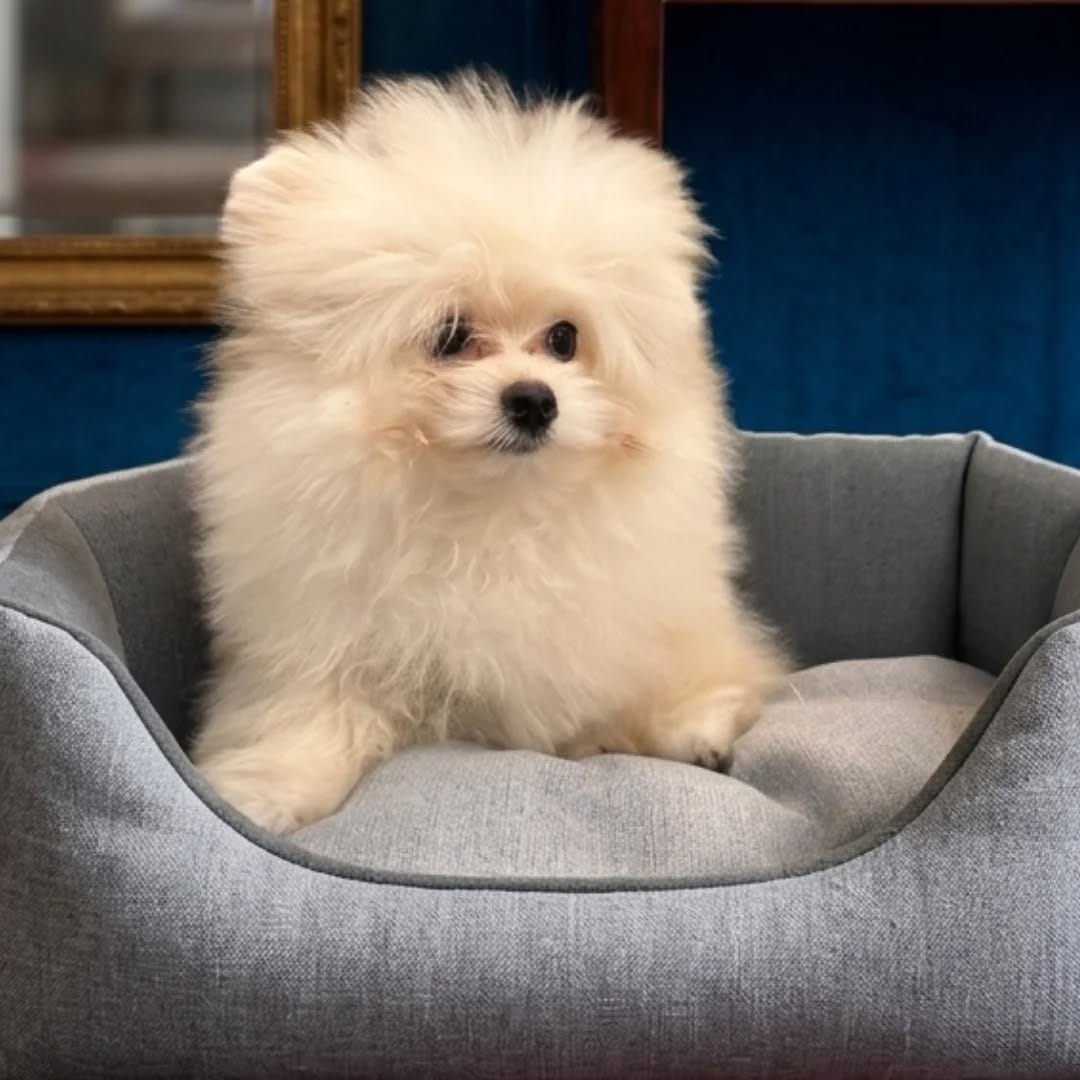 Post 4 by Animal House Milano | Negozio di animali on Instagram (carousel)