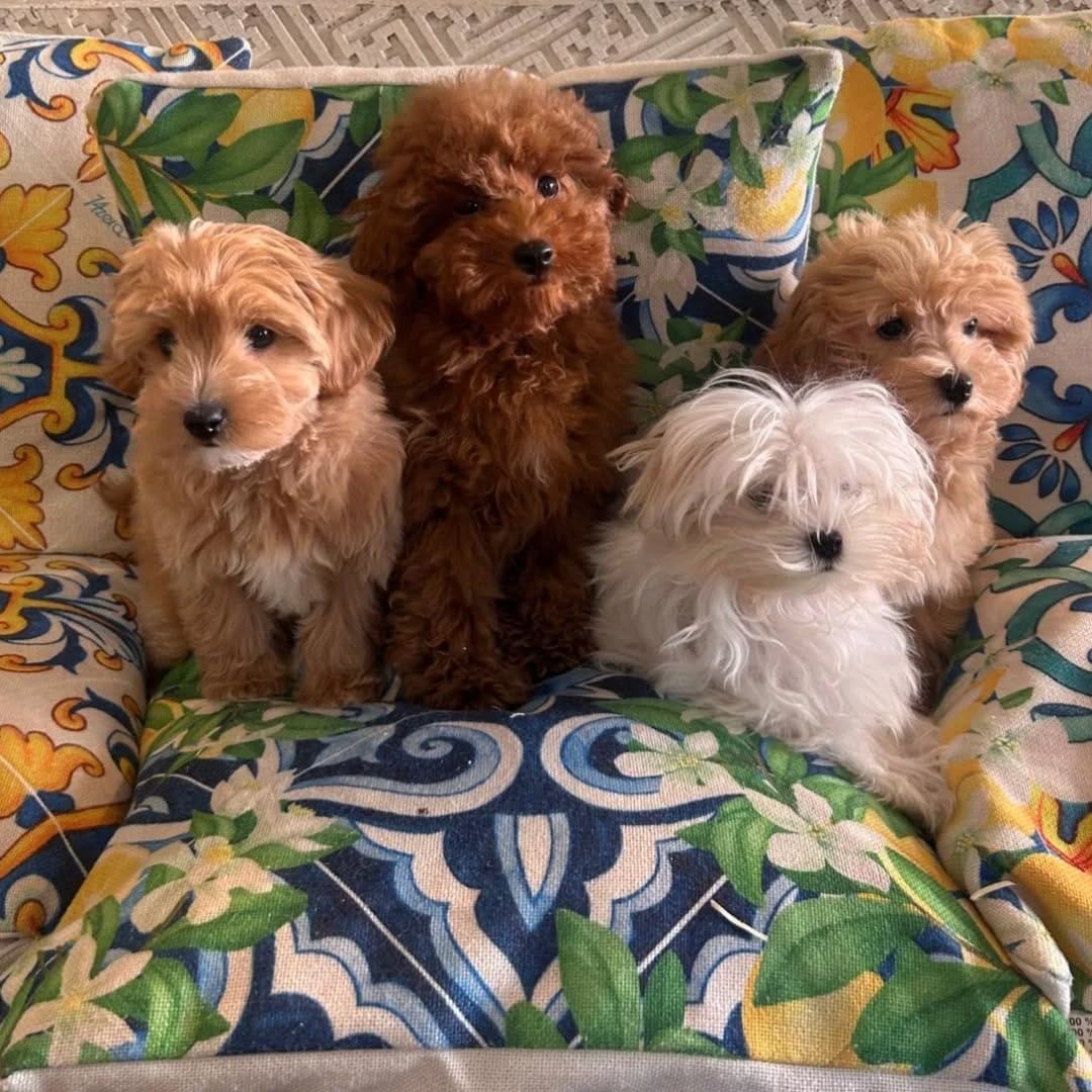 Post 1 by Animal House Milano | Negozio di animali on Instagram (carousel)