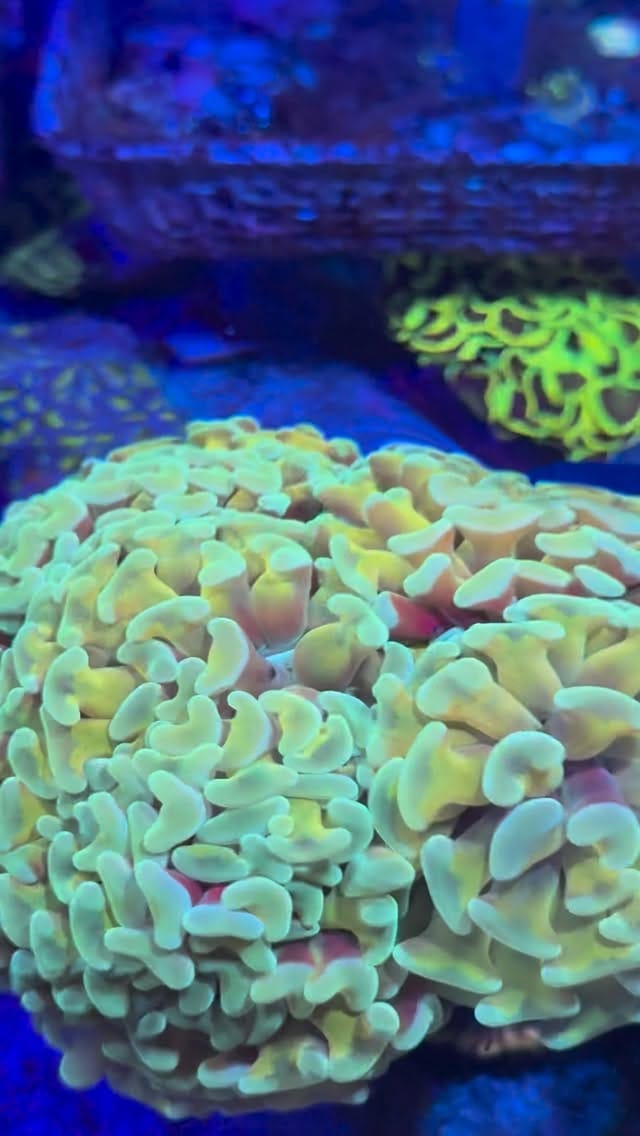 Post 9 by Coral’s Garden SRLS on Instagram (video)