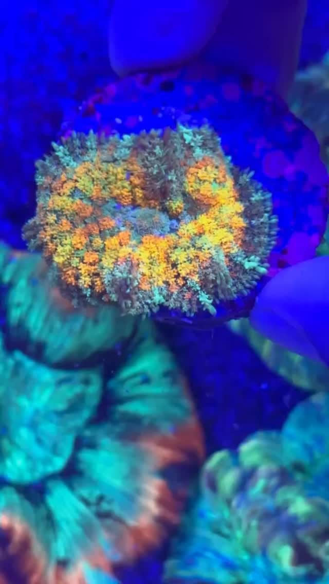 Post 4 by Coral’s Garden SRLS on Instagram (video)