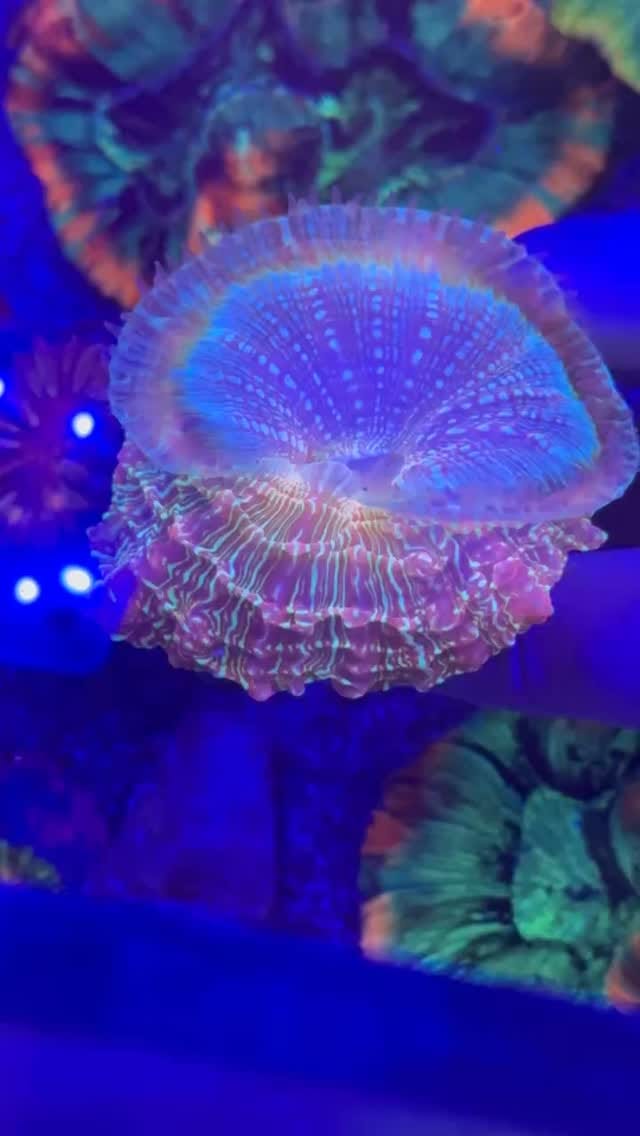 Post 2 by Coral’s Garden SRLS on Instagram (video)