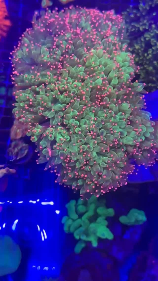 Post 1 by Coral’s Garden SRLS on Instagram (video)