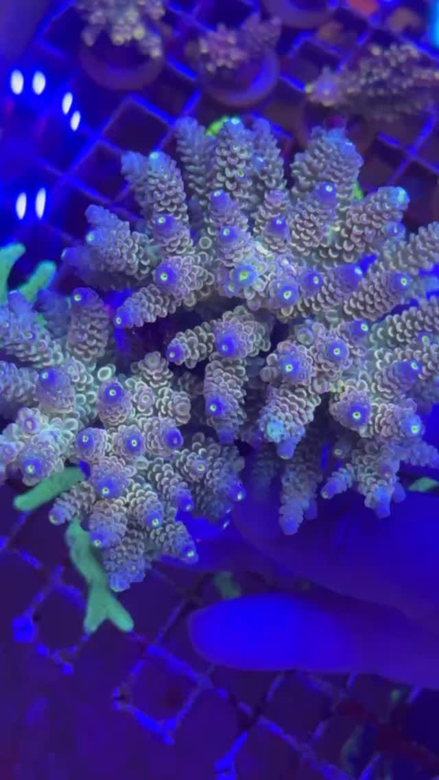 Post 3 by Coral’s Garden SRLS on Instagram (video)