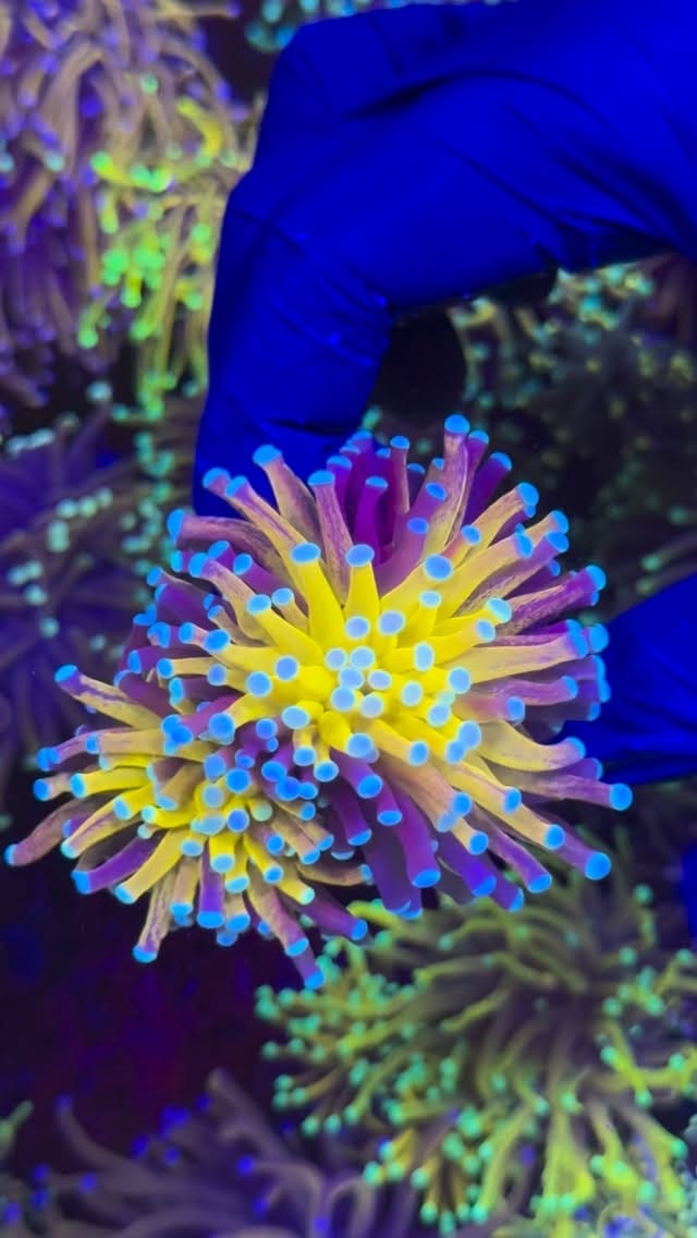 Post 8 by Coral’s Garden SRLS on Instagram (video)