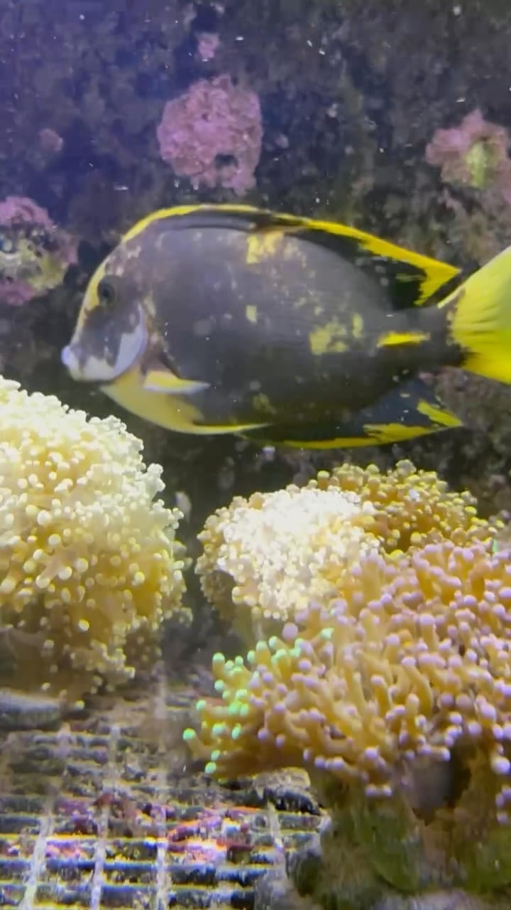 Post 5 by Coral’s Garden SRLS on Instagram (video)