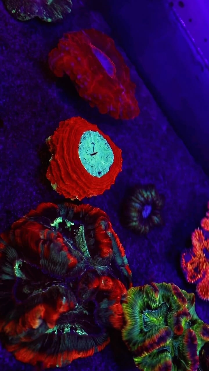 Post 6 by Coral’s Garden SRLS on Instagram (video)