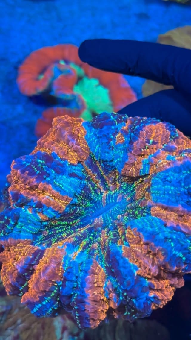 Post 10 by Coral’s Garden SRLS on Instagram (video)