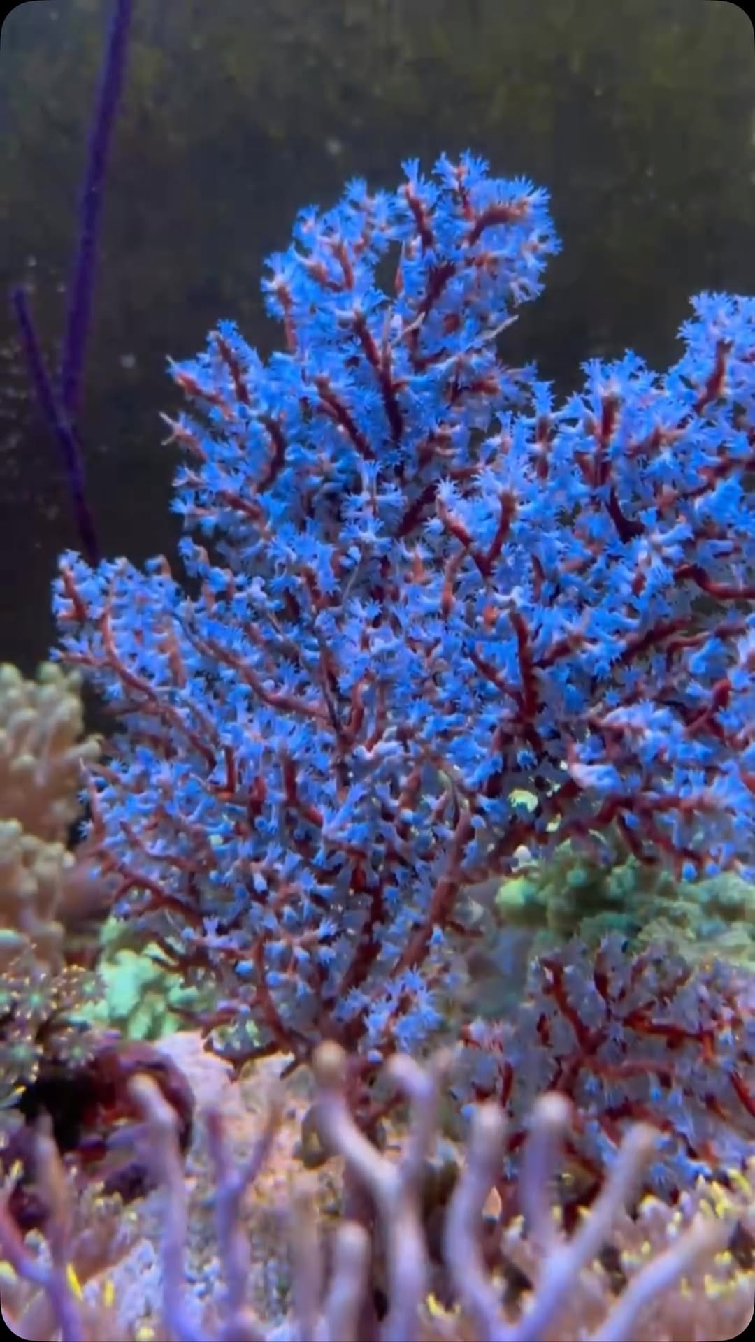 Post 7 by Coral’s Garden SRLS on Instagram (video)