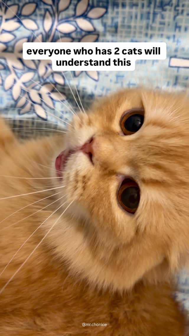 Post 8 by chonkie on Instagram (video)