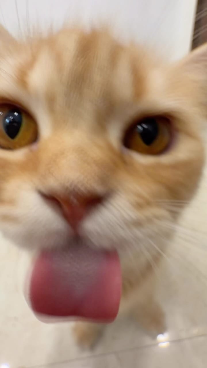 Post 2 by chonkie on Instagram (video)