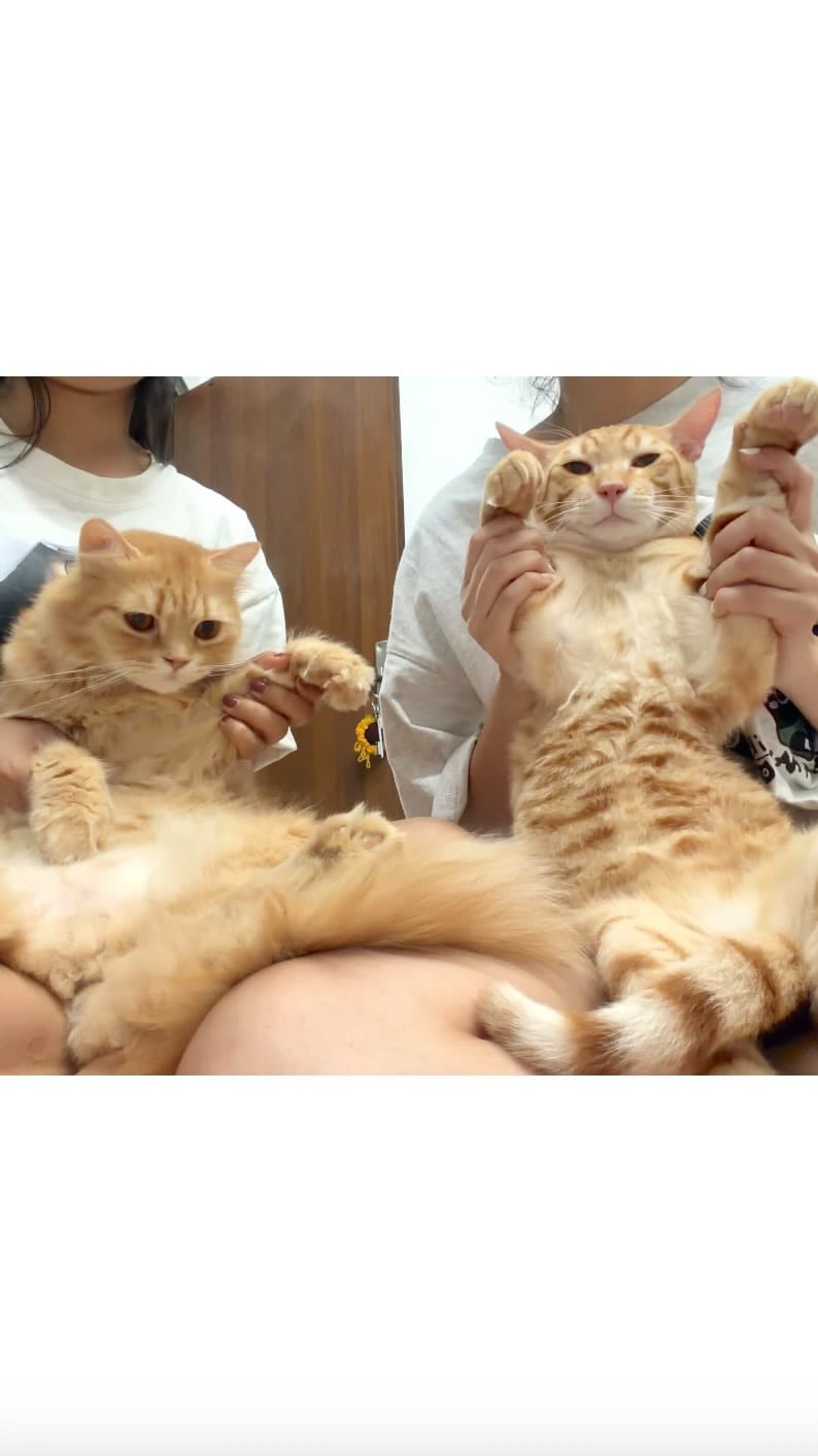 Post 3 by chonkie on Instagram (video)