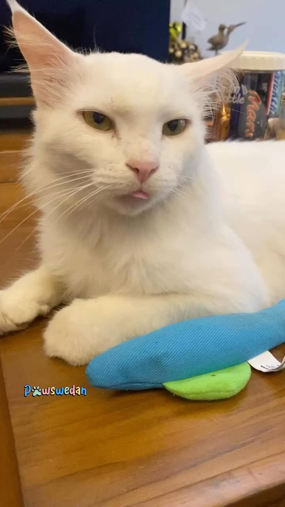 Post 8 by Pawswedan Family on Instagram (video)
