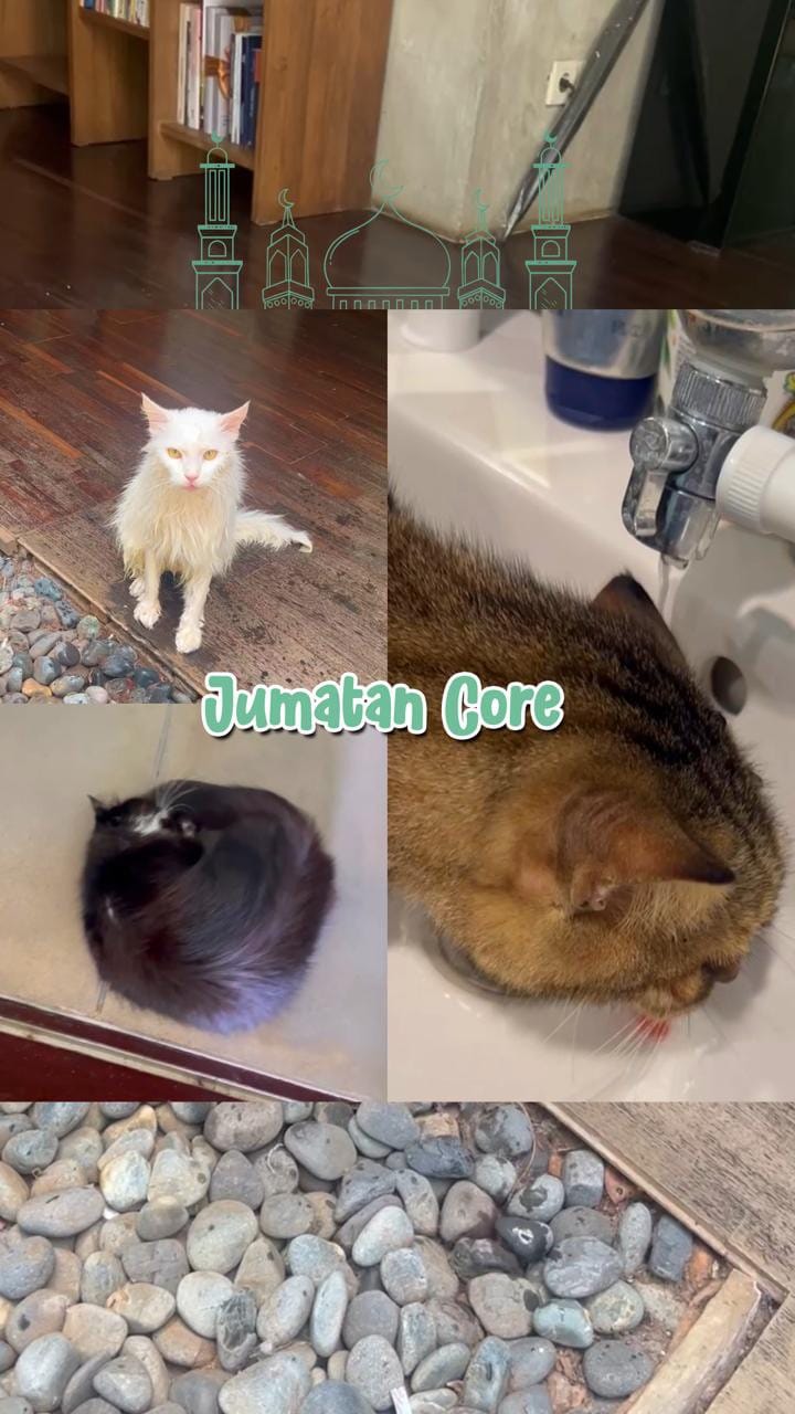 Post 7 by Pawswedan Family on Instagram (video)