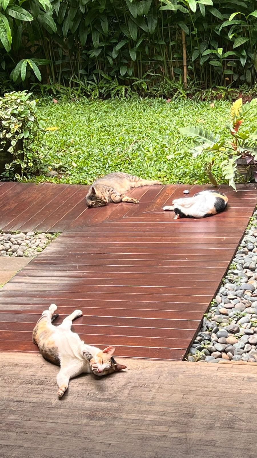 Post 2 by Pawswedan Family on Instagram (video)