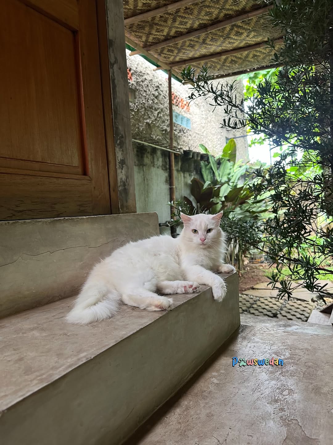 Post 3 by Pawswedan Family on Instagram (image)