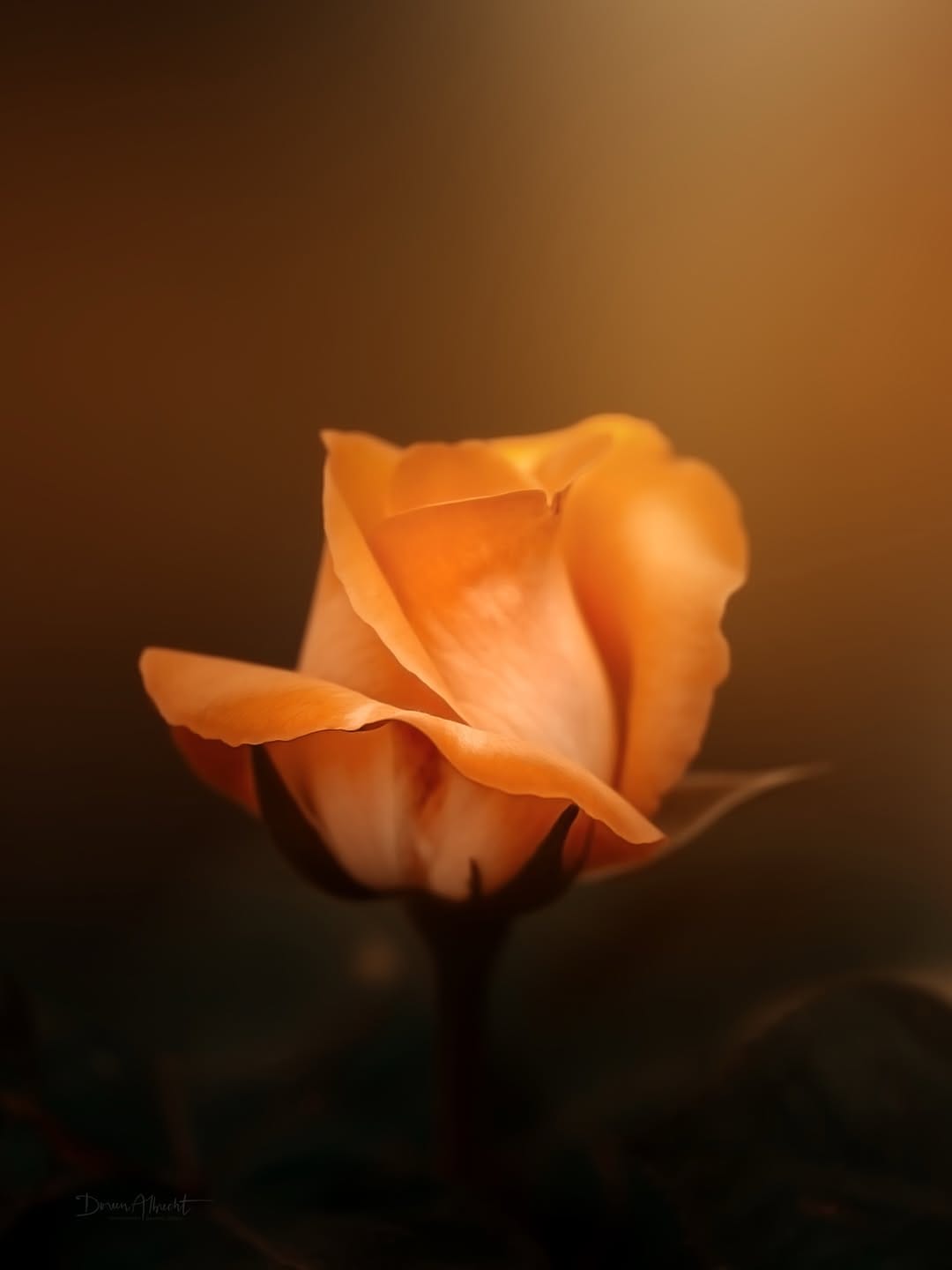 Post 3 by Doreen Albrecht | Photography on Instagram (image)