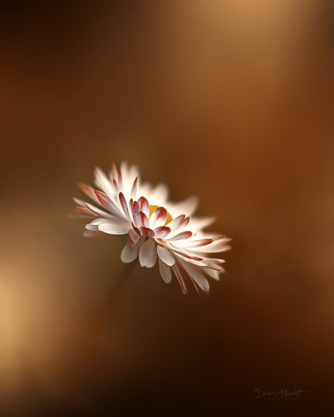 Post 8 by Doreen Albrecht | Photography on Instagram (image)