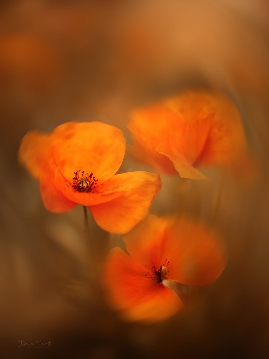 Post 5 by Doreen Albrecht | Photography on Instagram (image)