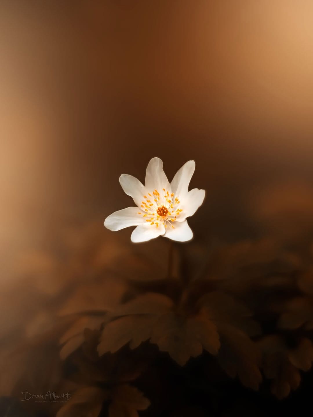Post 6 by Doreen Albrecht | Photography on Instagram (image)