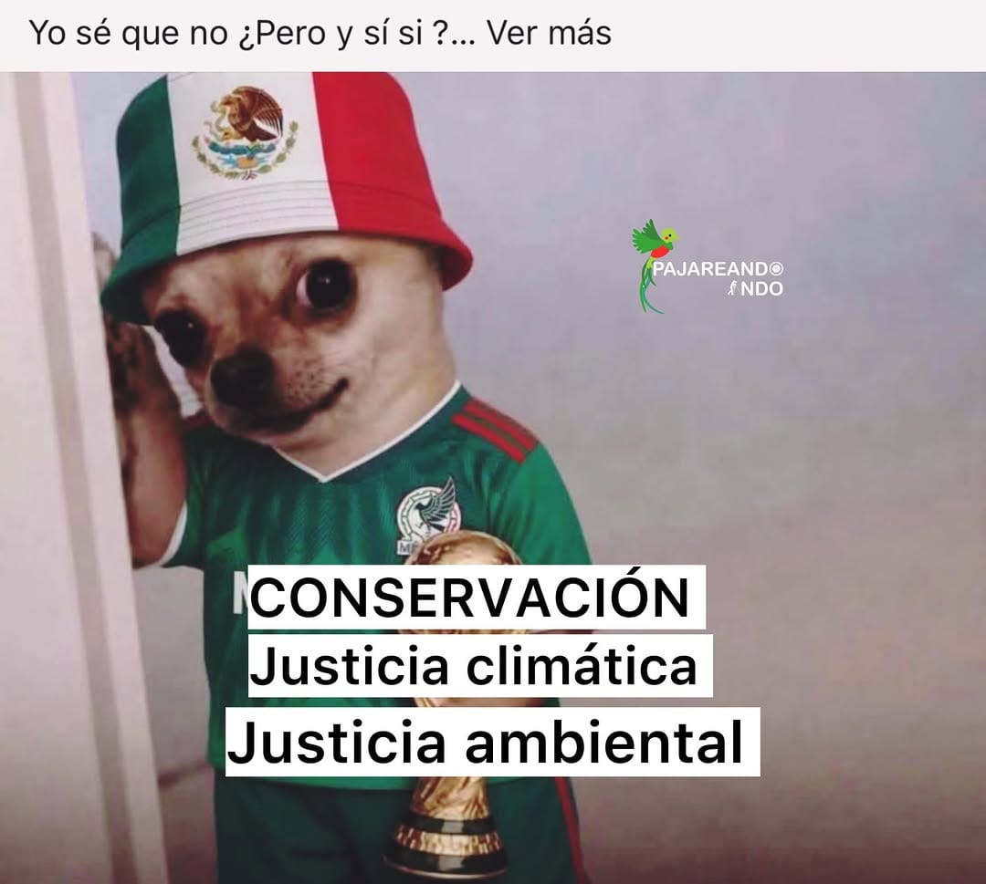 Post 3 by Pajareando ando | Vida Silvestre Mexicana 🇲🇽 on Instagram (image)