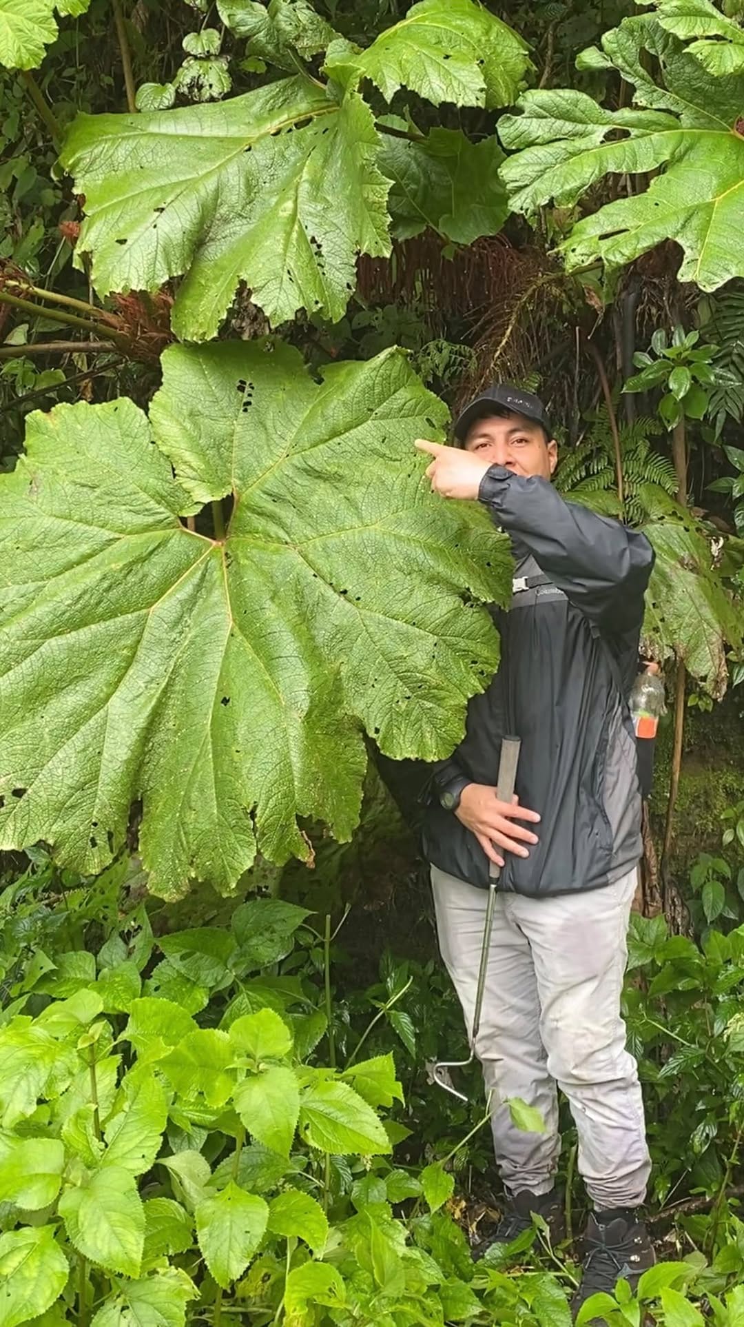 Post 6 by Pajareando ando | Vida Silvestre Mexicana 🇲🇽 on Instagram (video)
