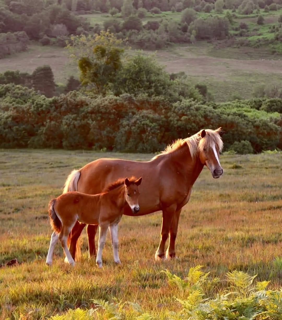 Post 5 by acornsandscapes ~ Newforest Photographer on Instagram (image)