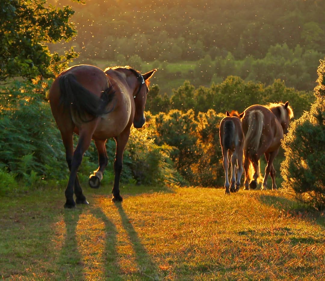 Post 3 by acornsandscapes ~ Newforest Photographer on Instagram (image)