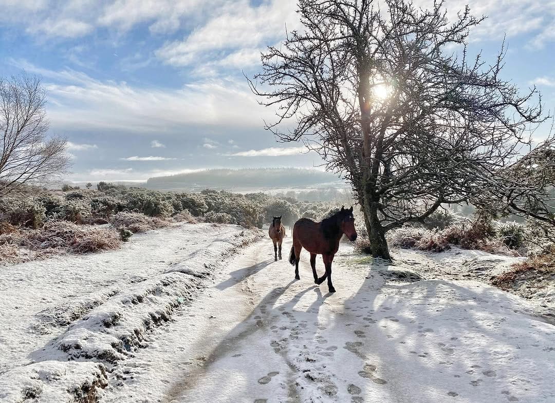Post 10 by acornsandscapes ~ Newforest Photographer on Instagram (image)