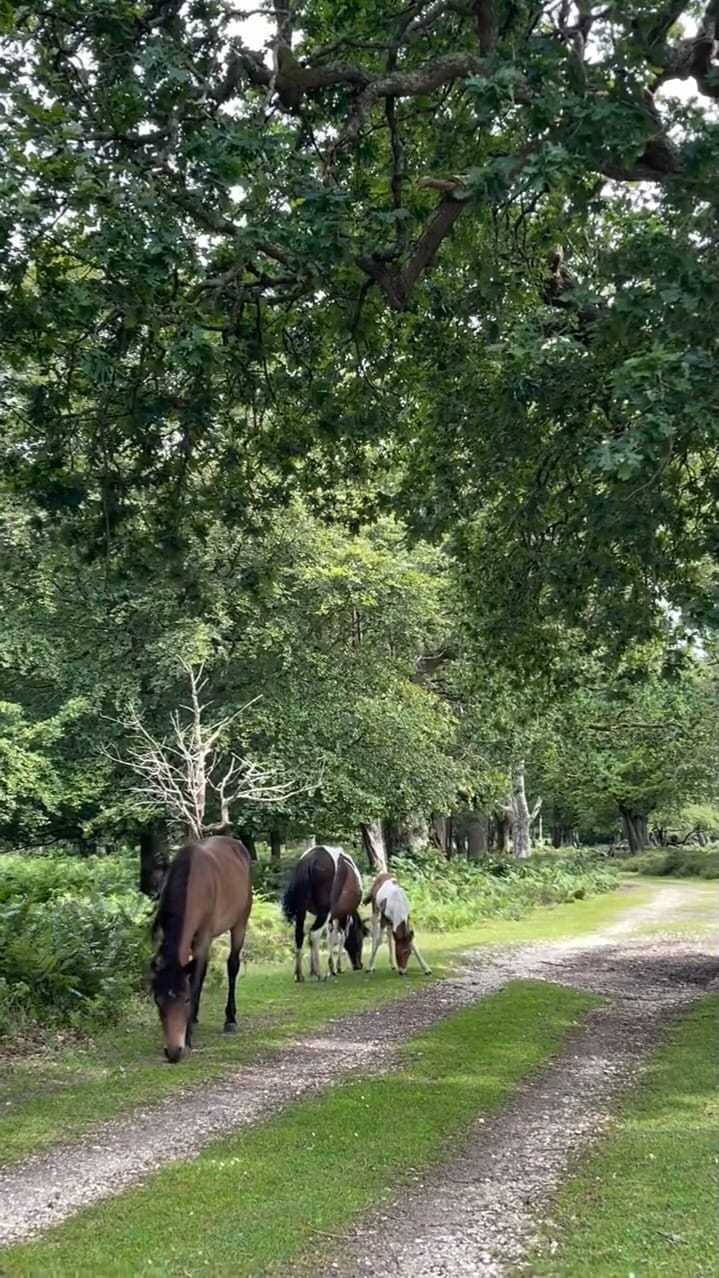 Post 2 by acornsandscapes ~ Newforest Photographer on Instagram (video)