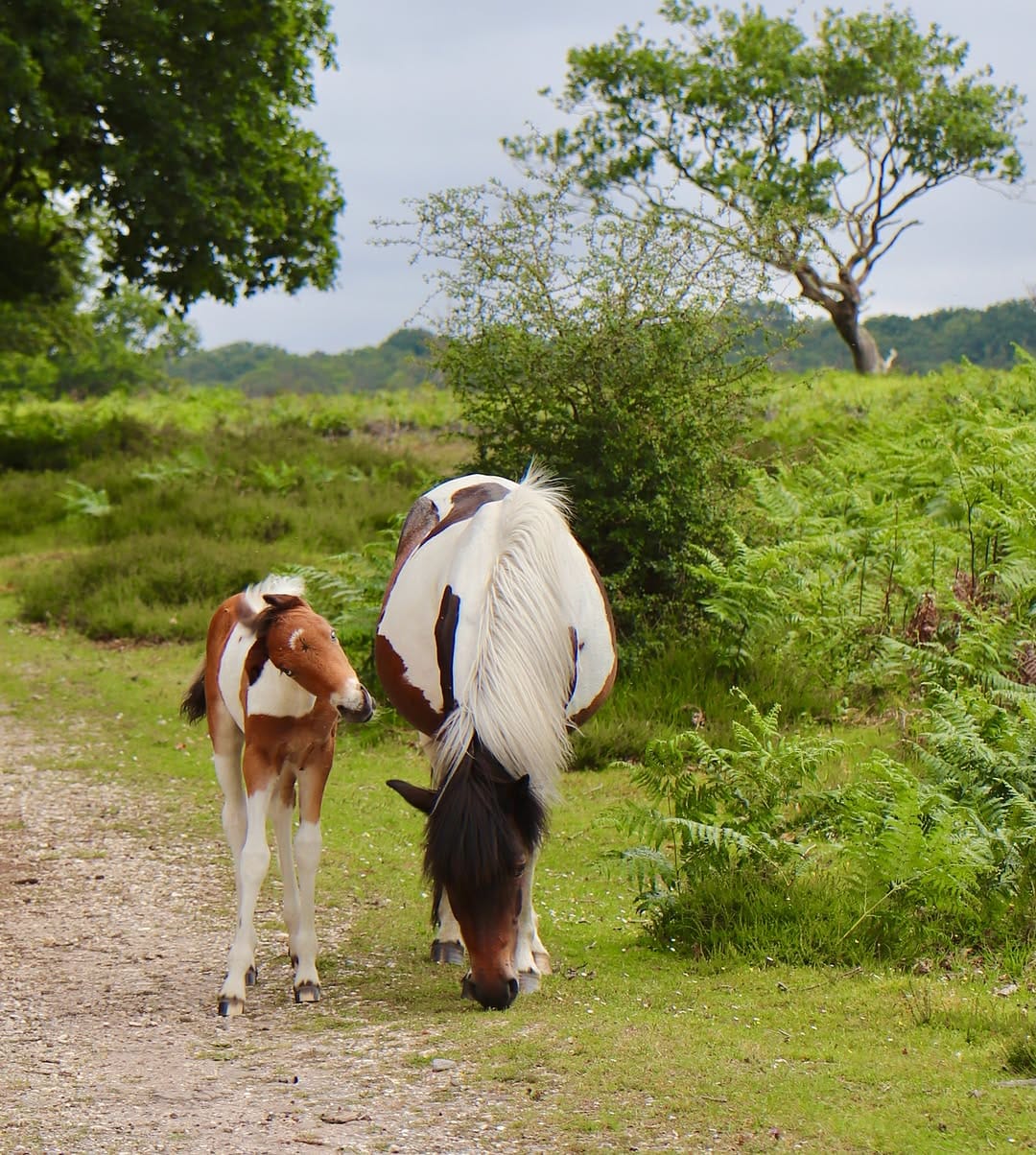 Post 4 by acornsandscapes ~ Newforest Photographer on Instagram (carousel)