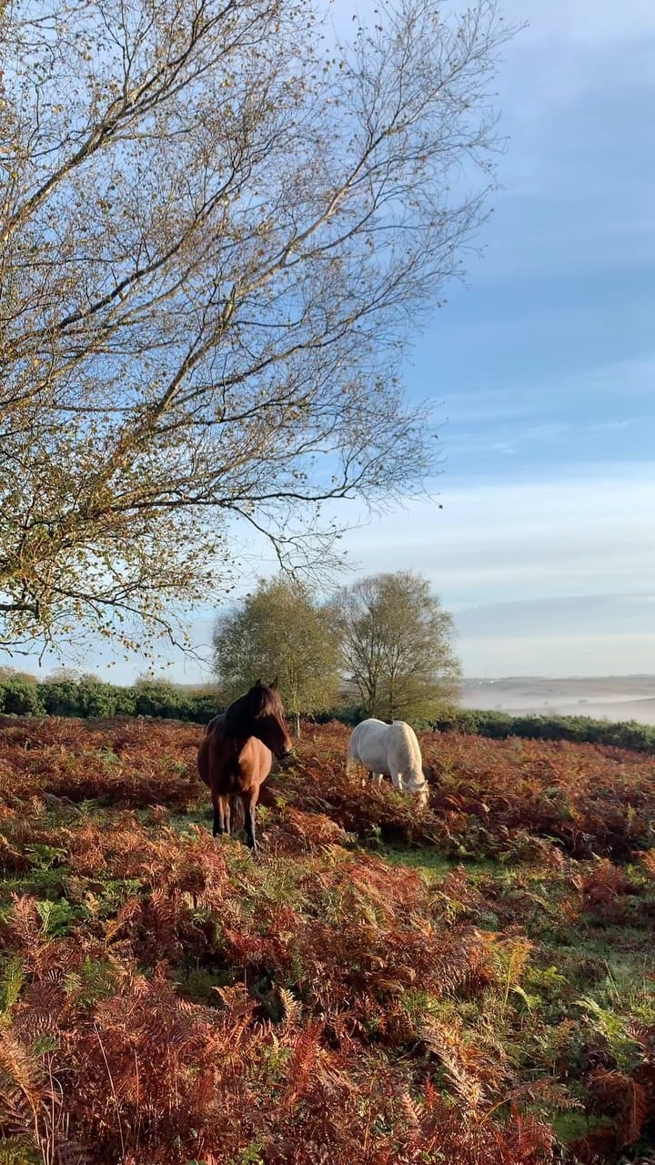 Post 8 by acornsandscapes ~ Newforest Photographer on Instagram (video)