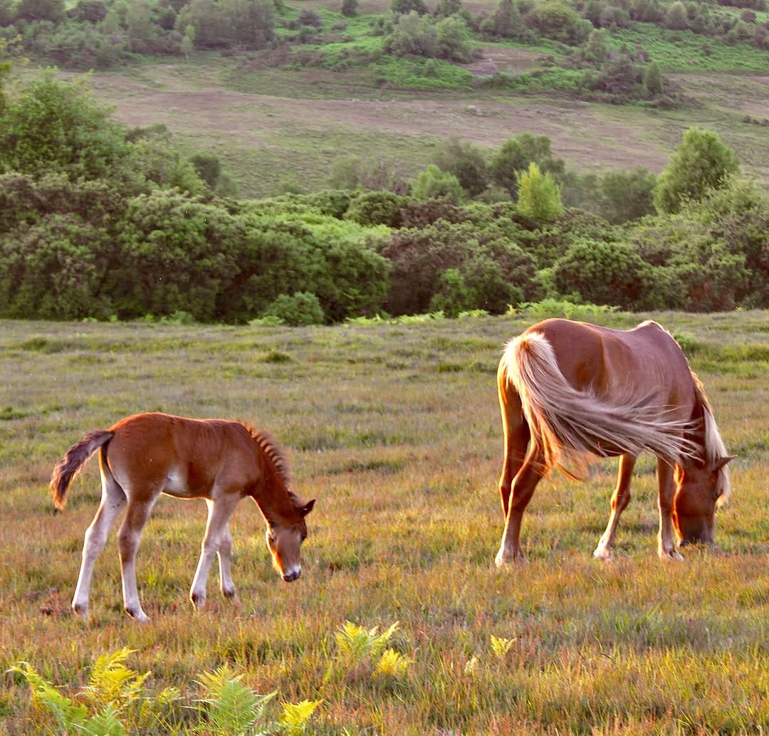 Post 1 by acornsandscapes ~ Newforest Photographer on Instagram (image)