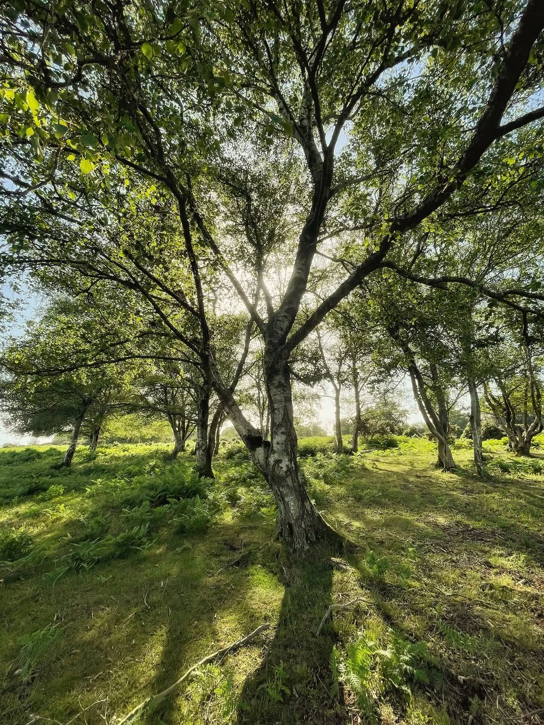 Post 7 by acornsandscapes ~ Newforest Photographer on Instagram (image)