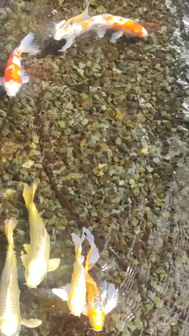 Post 2 by Noriko | Sanjeevani 👩‍🏫🇮🇳🇯🇵 on Instagram (video)