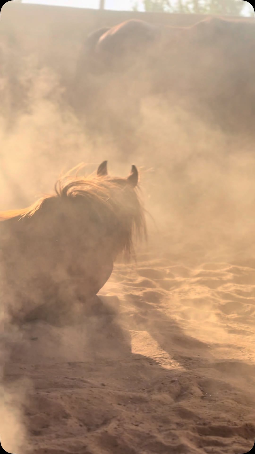 Post 10 by Dorota Kaleta on Instagram (video)