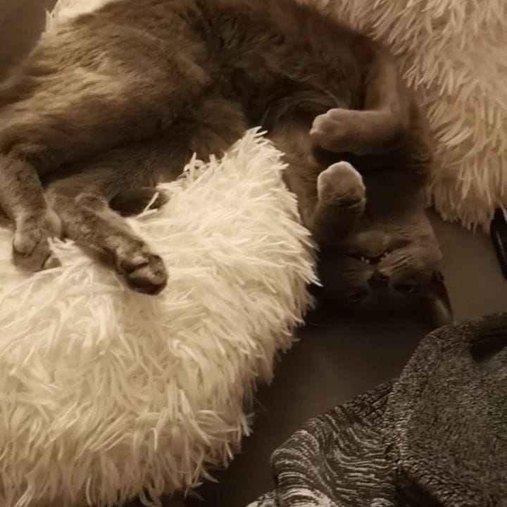 Post 6 by Dobby & Cookie on Instagram (video)