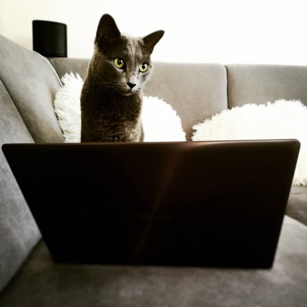 Post 10 by Dobby & Cookie on Instagram (image)