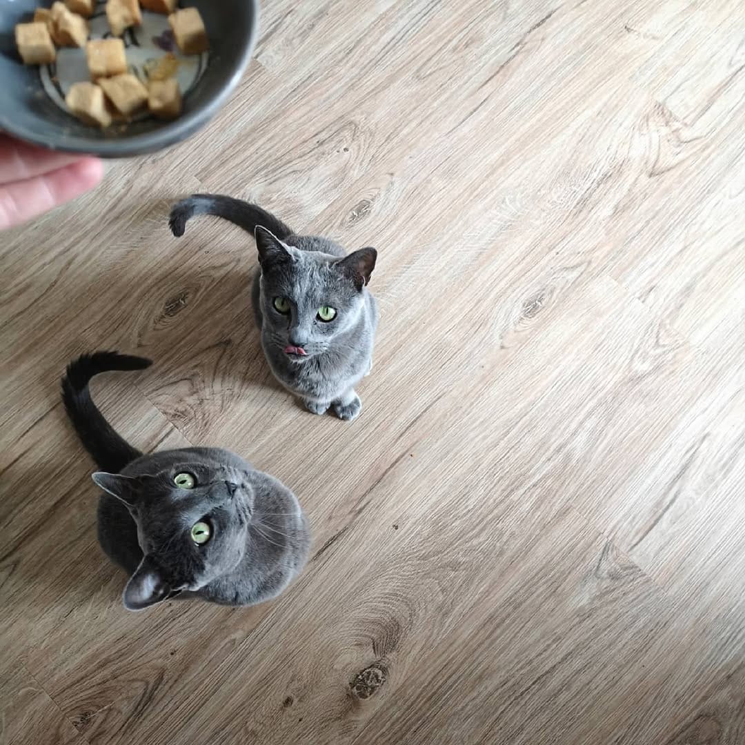 Post 4 by Dobby & Cookie on Instagram (carousel)