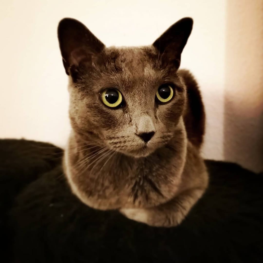 Post 8 by Dobby & Cookie on Instagram (image)