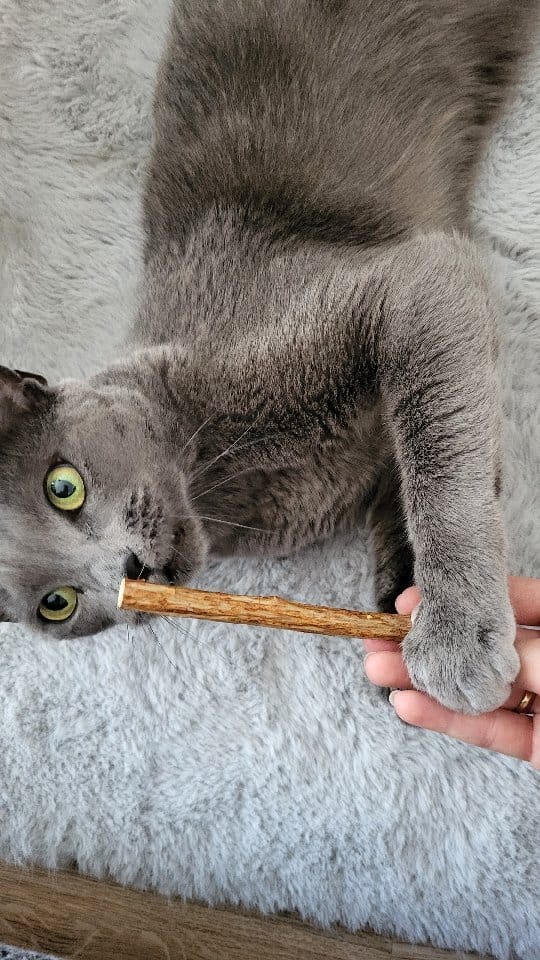 Post 2 by Dobby & Cookie on Instagram (video)