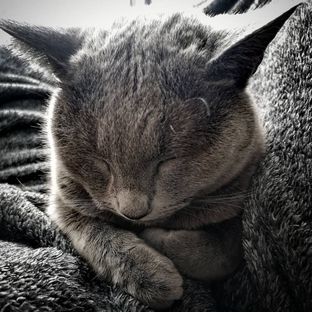 Post 9 by Dobby & Cookie on Instagram (image)