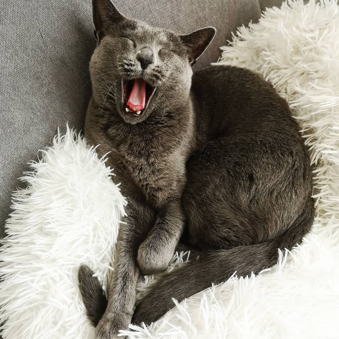 Post 7 by Dobby & Cookie on Instagram (image)