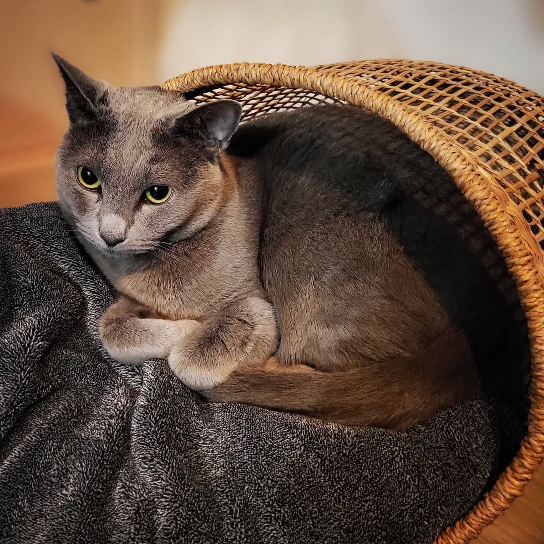 Post 1 by Dobby & Cookie on Instagram (image)