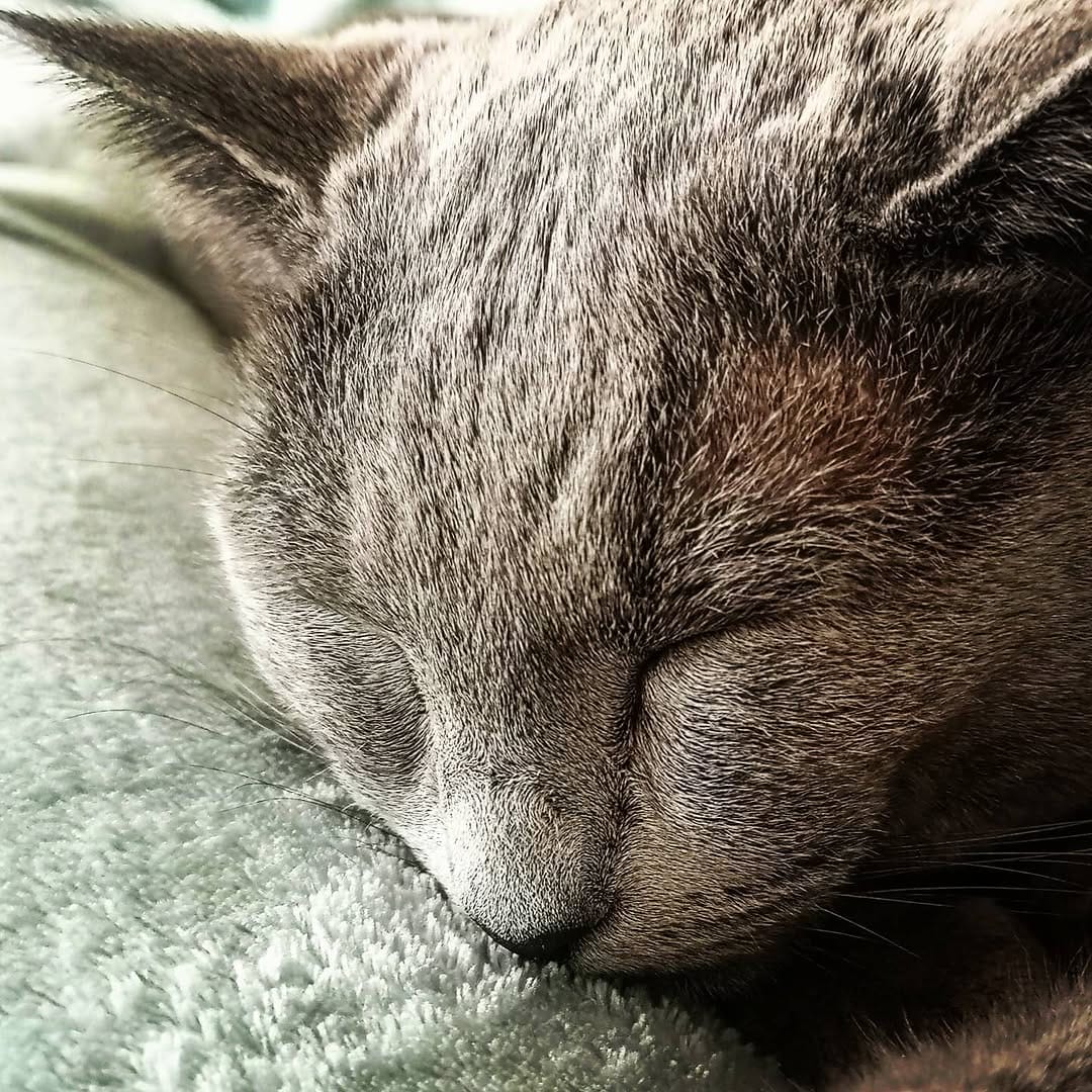 Post 5 by Dobby & Cookie on Instagram (image)