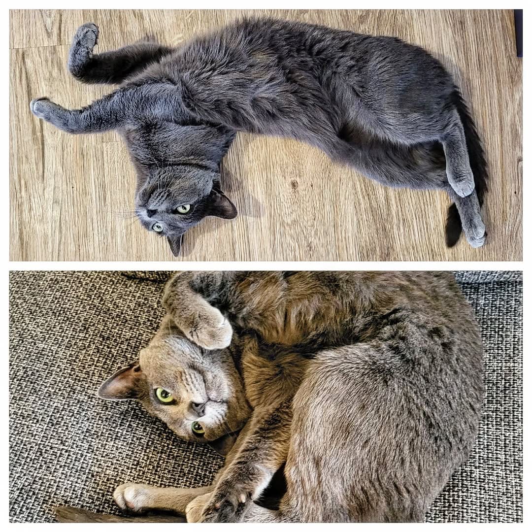 Post 3 by Dobby & Cookie on Instagram (image)