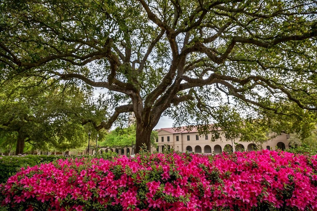 Post 1 by LSU Law Center on Instagram (image)