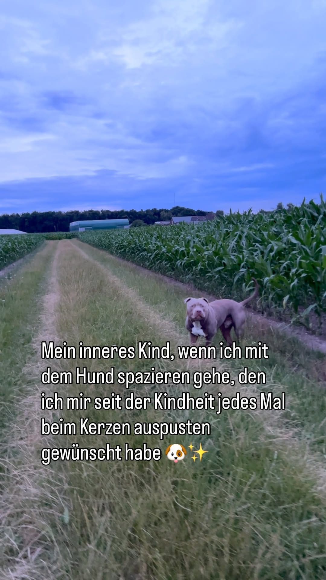 Post 10 by Linda Schwarz on Instagram (video)