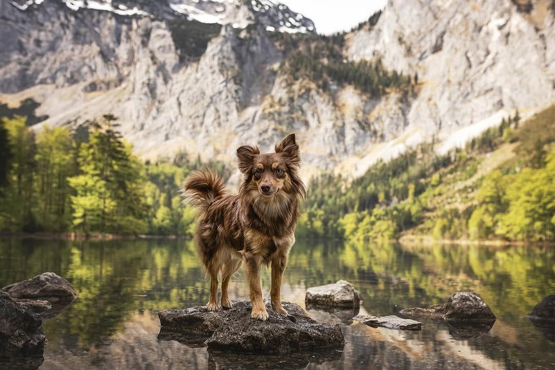 Post 1 by Almas Hundewelt ❤️🐾 on Instagram (image)
