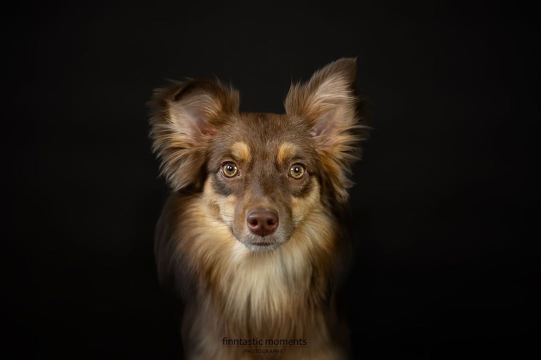Post 3 by Almas Hundewelt ❤️🐾 on Instagram (carousel)